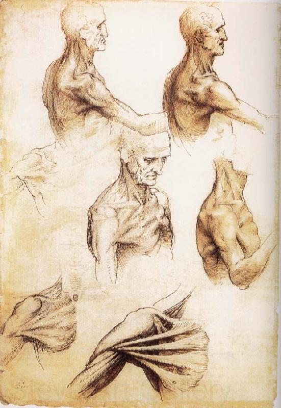 LEONARDO da Vinci Waiter flat anatomy of the shoulder Germany oil painting art